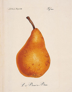 Picture: Bosc's Pear, copper engraving