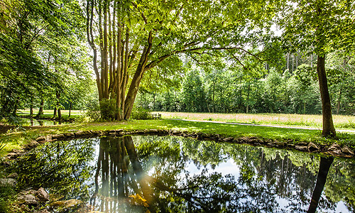 Bild: Teich im Schlosspark